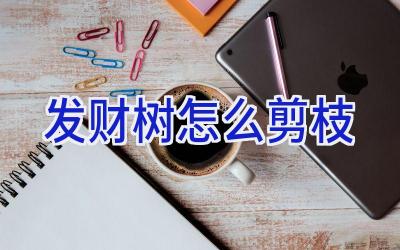 发财树怎么剪枝插图 发财树怎么剪枝插图