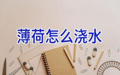 薄荷怎么浇水插图