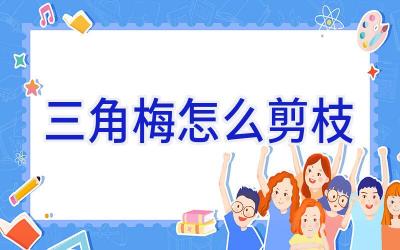 三角梅怎么剪枝插图 三角梅怎么剪枝插图