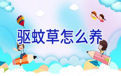 驱蚊草怎么养插图 驱蚊草怎么养插图