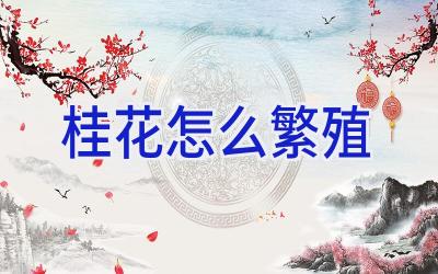 桂花怎么繁殖插图