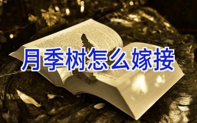 月季树怎么嫁接插图