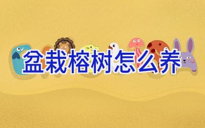 盆栽榕树怎么养插图