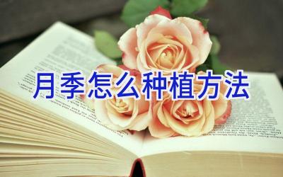 月季怎么种植方法插图 月季怎么种植方法插图