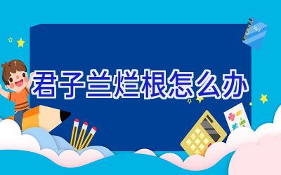 君子兰烂根怎么办插图 君子兰烂根怎么办插图