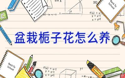 盆栽栀子花怎么养插图