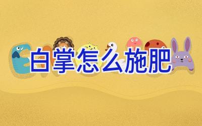 白掌怎么施肥插图 白掌怎么施肥插图