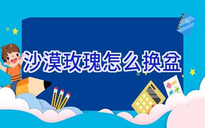 沙漠玫瑰怎么换盆插图