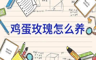 鸡蛋玫瑰怎么养插图