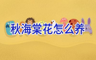 秋海棠花怎么养插图