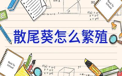 散尾葵怎么繁殖插图 散尾葵怎么繁殖插图