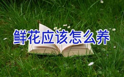 鲜花应该怎么养插图 鲜花应该怎么养插图