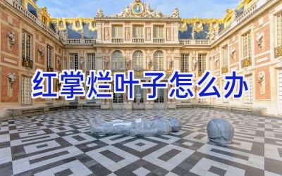 红掌烂叶子怎么办插图