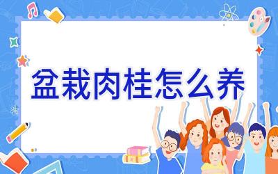 盆栽肉桂怎么养插图 盆栽肉桂怎么养插图