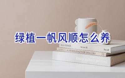 绿植一帆风顺怎么养插图