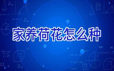 家养荷花怎么种插图 家养荷花怎么种插图