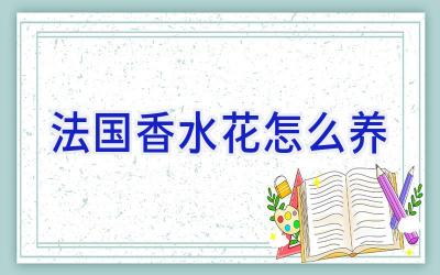 法国香水花怎么养插图