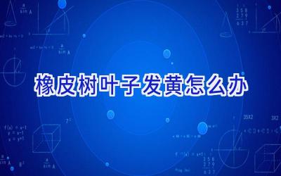 橡皮树叶子发黄怎么办插图 橡皮树叶子发黄怎么办插图