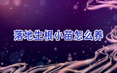 落地生根小苗怎么养插图