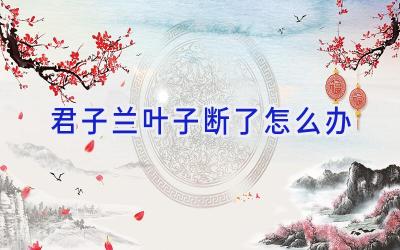 君子兰叶子断了怎么办插图
