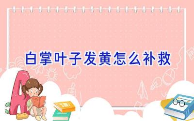 白掌叶子发黄怎么补救插图