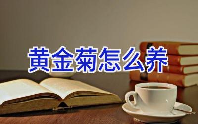 黄金菊怎么养插图 黄金菊怎么养插图