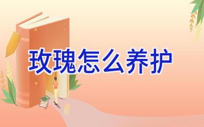 玫瑰怎么养护插图 玫瑰怎么养护插图