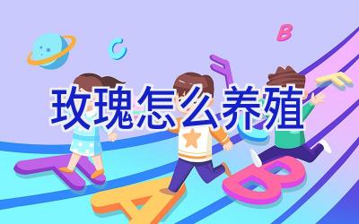 玫瑰怎么养殖插图 玫瑰怎么养殖插图