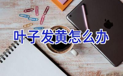 叶子发黄怎么办插图 叶子发黄怎么办插图