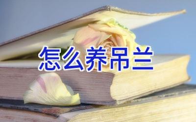 怎么养吊兰插图