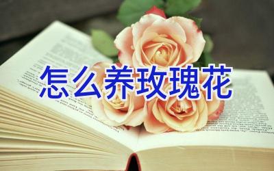 怎么养玫瑰花插图 怎么养玫瑰花插图