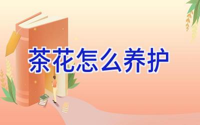 茶花怎么养护插图 茶花怎么养护插图