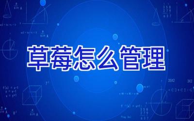 草莓怎么管理插图 草莓怎么管理插图