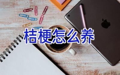 桔梗怎么养插图