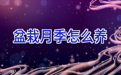 盆栽月季怎么养插图 盆栽月季怎么养插图