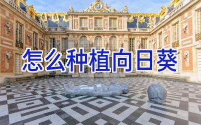 怎么种植向日葵插图 怎么种植向日葵插图