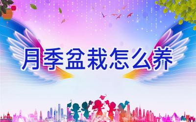 月季盆栽怎么养插图