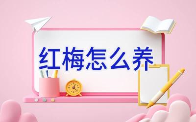 红梅怎么养插图