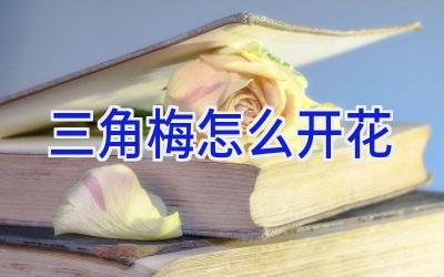 三角梅怎么开花插图