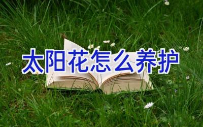 太阳花怎么养护插图