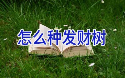 怎么种发财树插图 怎么种发财树插图