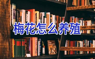 梅花怎么养殖插图