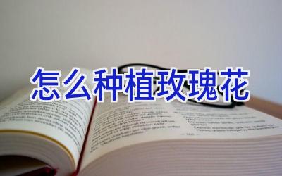 怎么种植玫瑰花插图 怎么种植玫瑰花插图