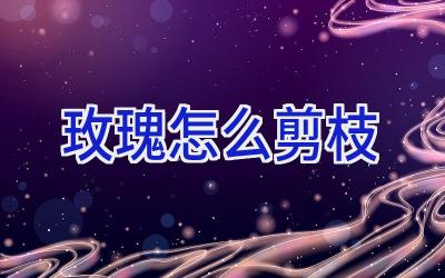 玫瑰怎么剪枝插图