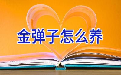 金弹子怎么养插图