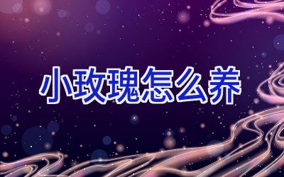 小玫瑰怎么养插图