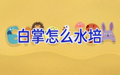 白掌怎么水培插图 白掌怎么水培插图