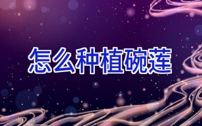 怎么种植碗莲插图