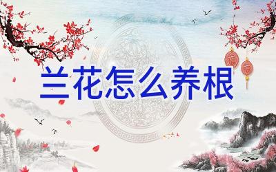 兰花怎么养根插图 兰花怎么养根插图