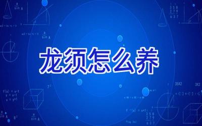 龙须怎么养插图